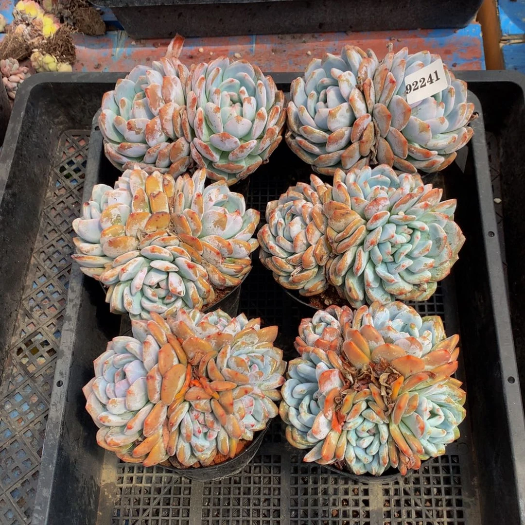 92241六个嗯嗯嗯嗯嗯嗯好喜欢