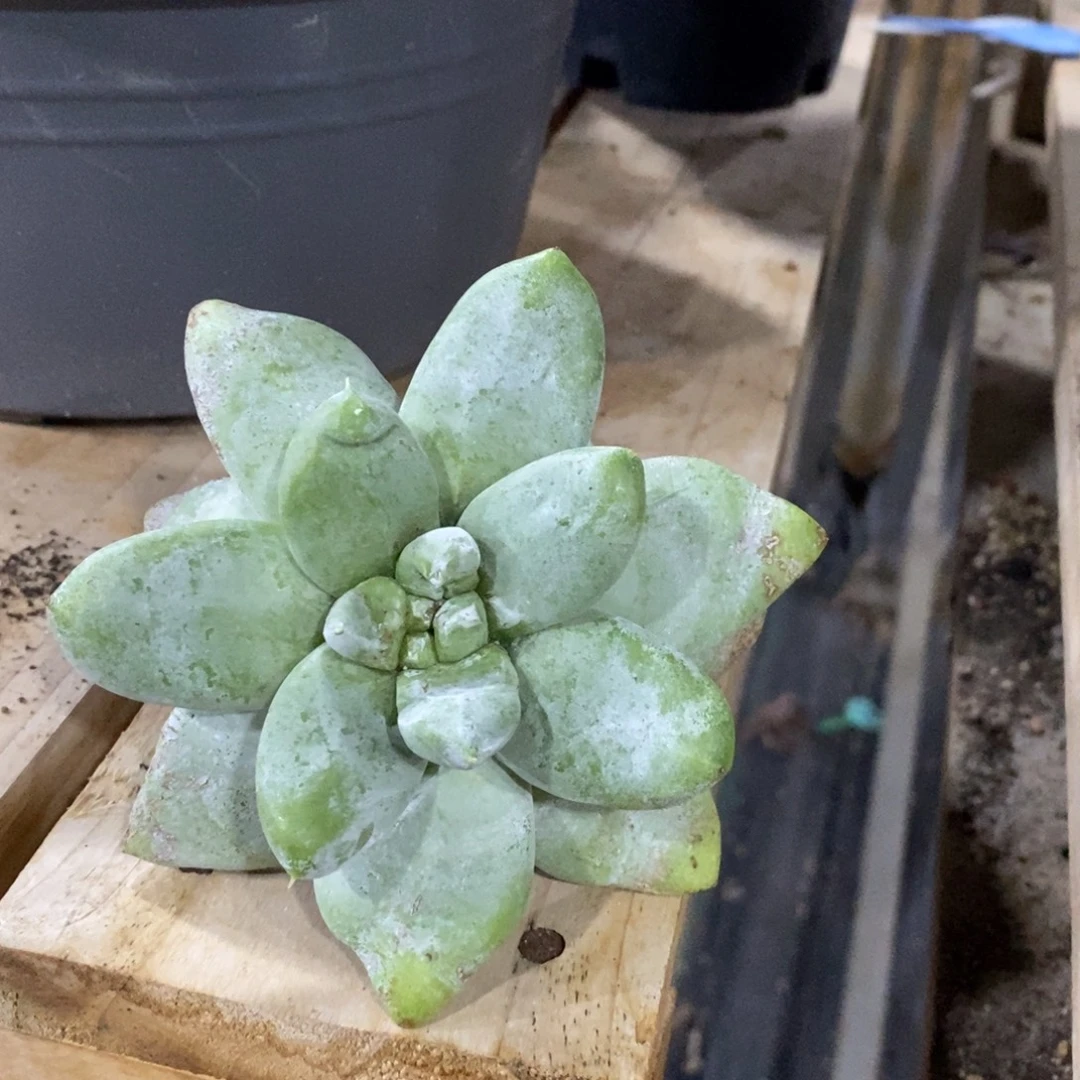 潜力股拇指寄养，糖糖豆丁麻麻