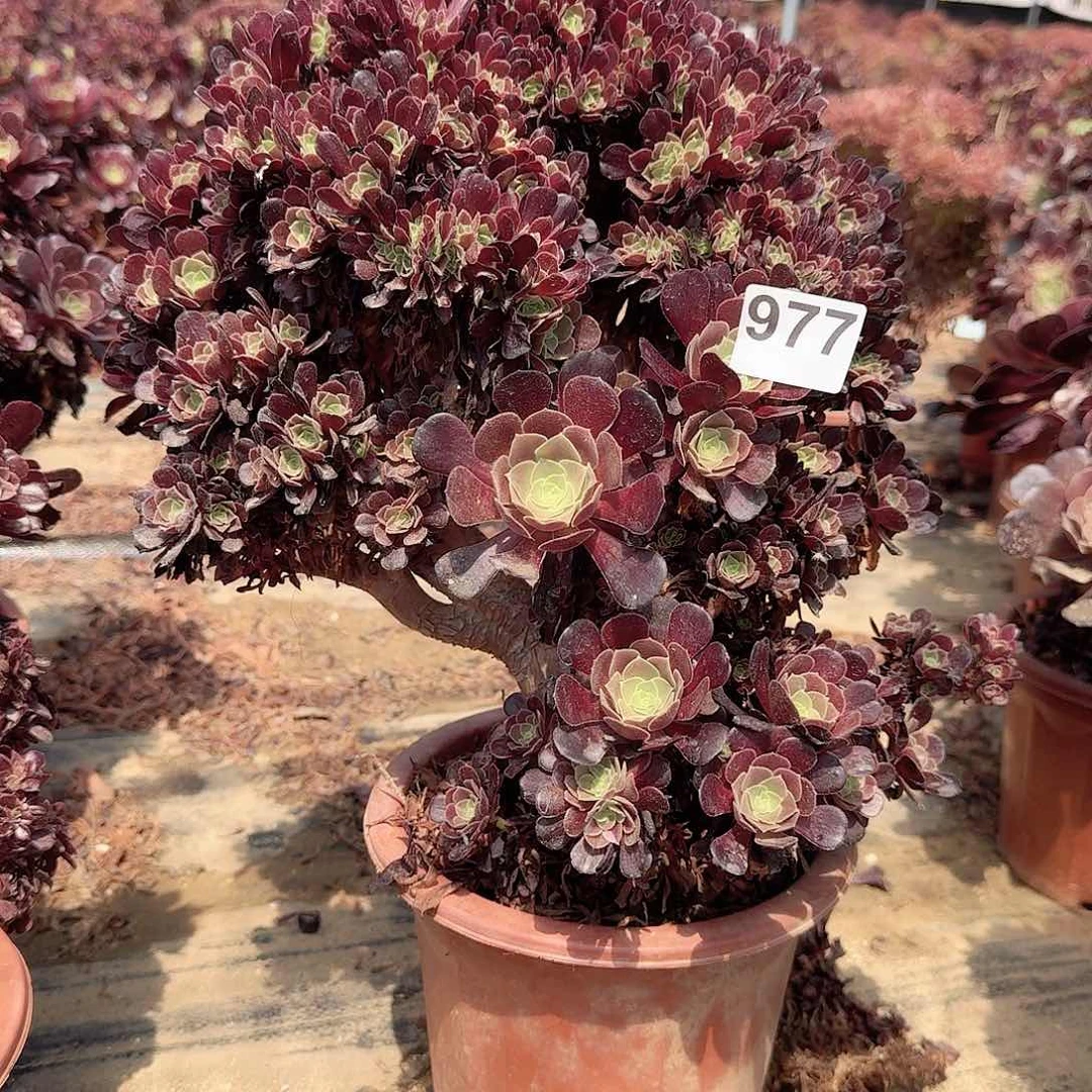 977。欧紫一颗微瑕