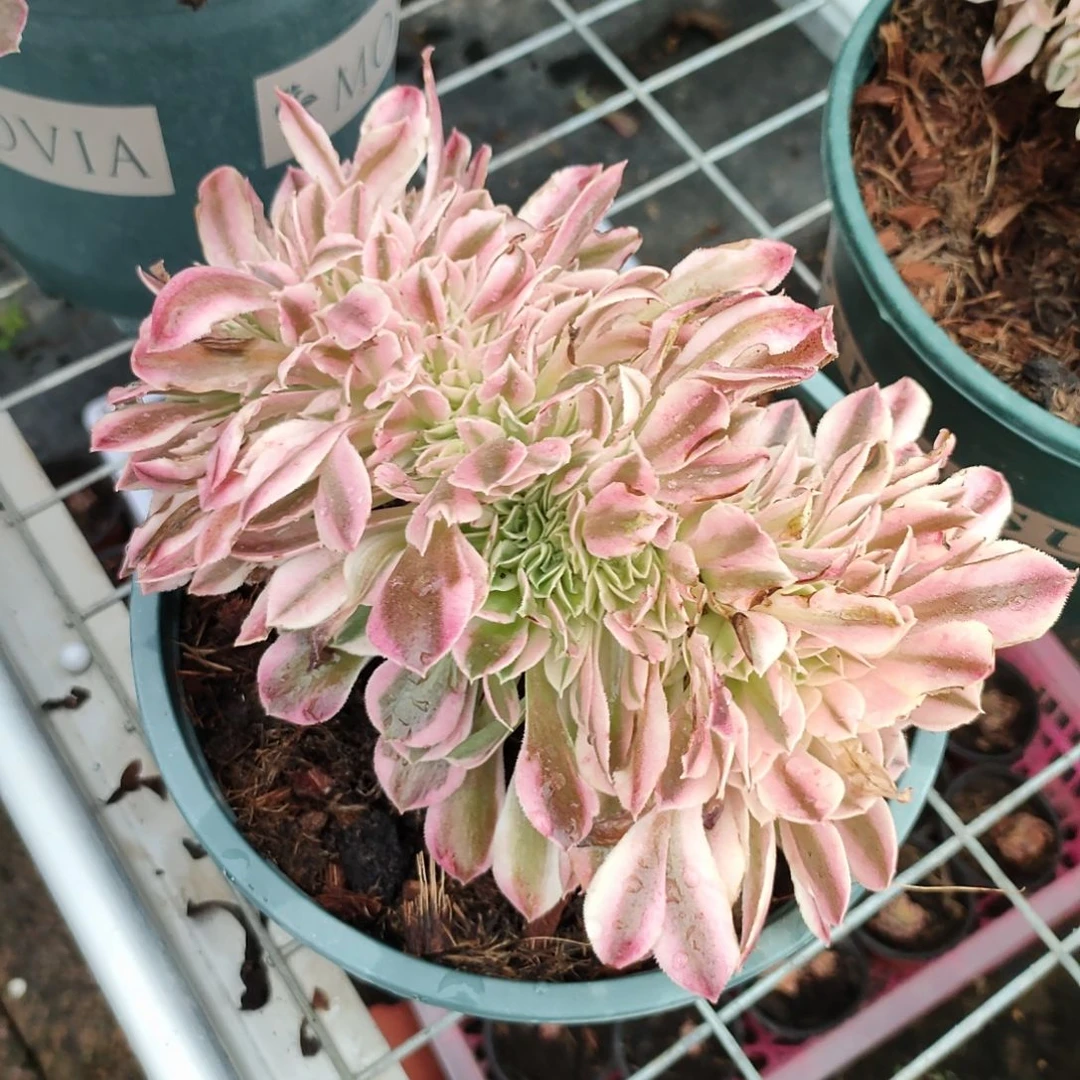 多肉法师锦雪樱缀化