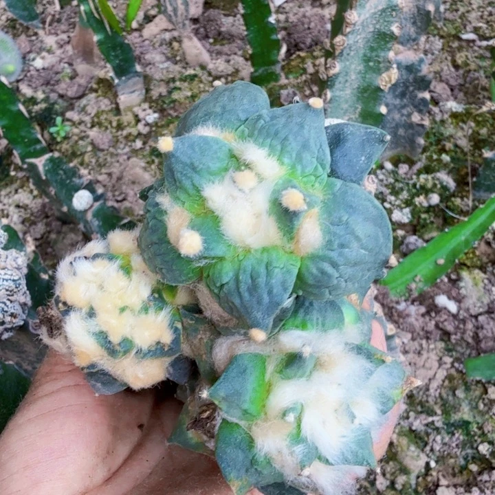 无花朵749三个牡丹仙人球