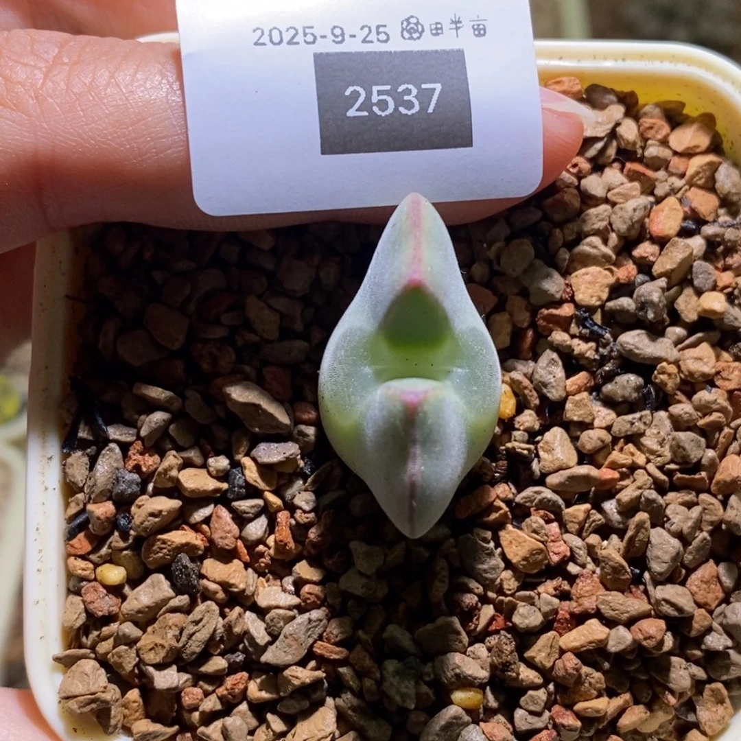 呼***鹿2537好看好看好看好看