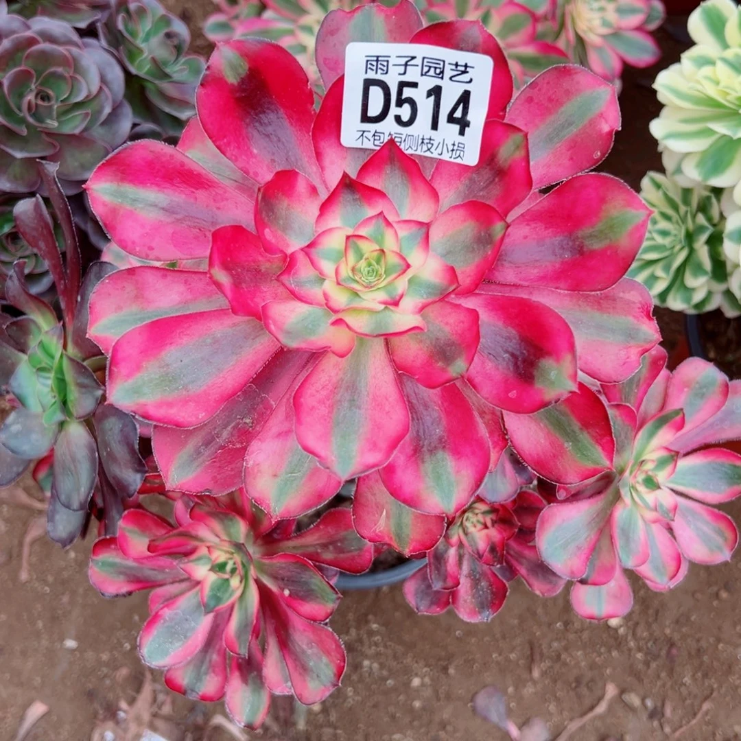 514乌毒景雨子多肉植物断枝特价