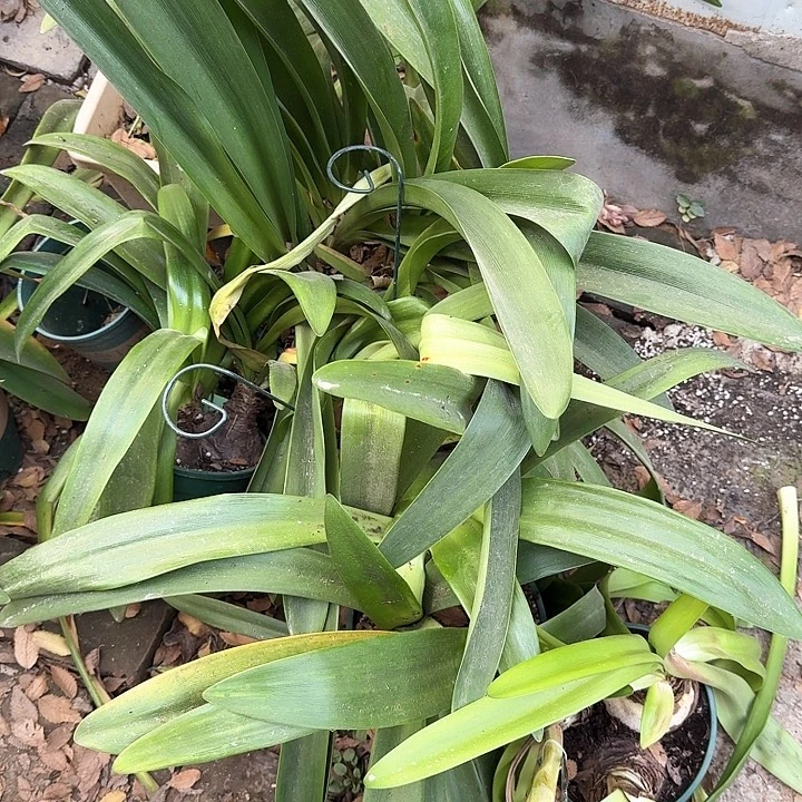 直播间样品球一个，直径7厘米左右