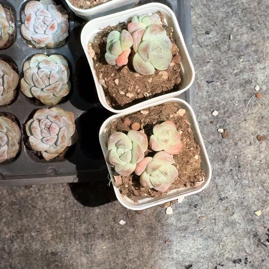 Mel一物一拍专拍链接