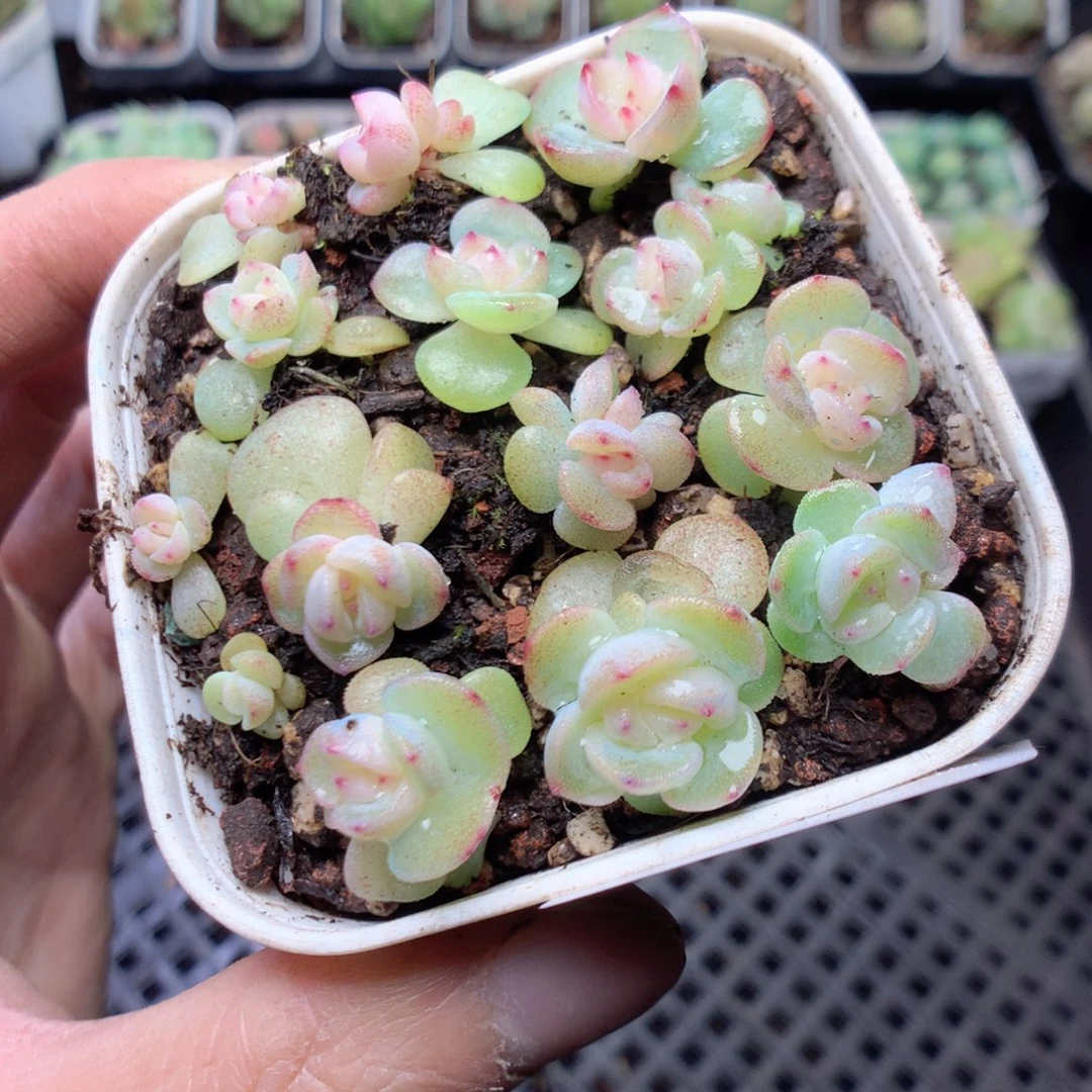 无花朵Q86秃子甜心yyyyyyy