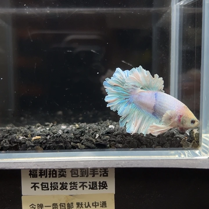 斗鱼一单包邮12日96
