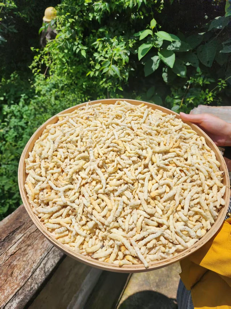 【1小楠 虫草天蚕】 搭配 枸杞 泡水 150克起