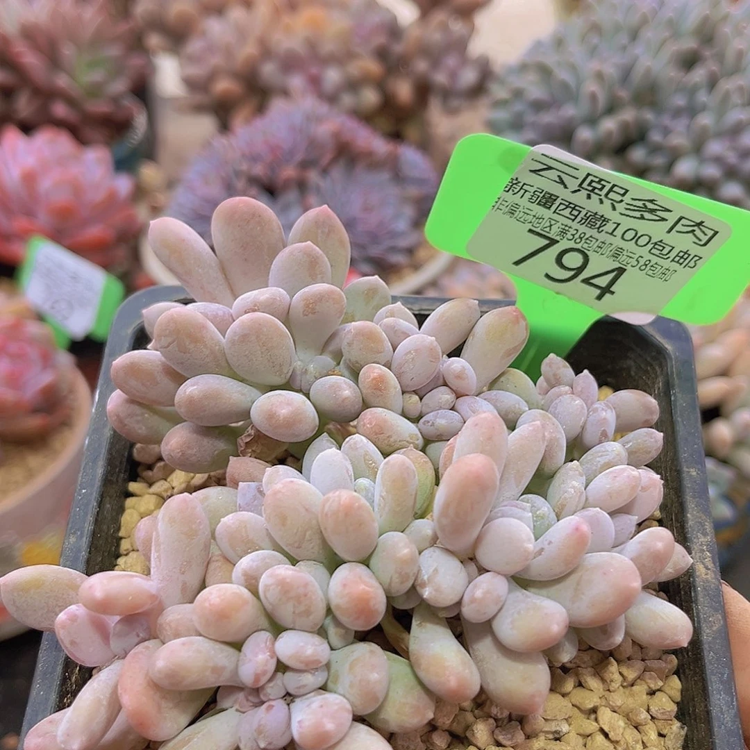 794桃美人缀多肉植物