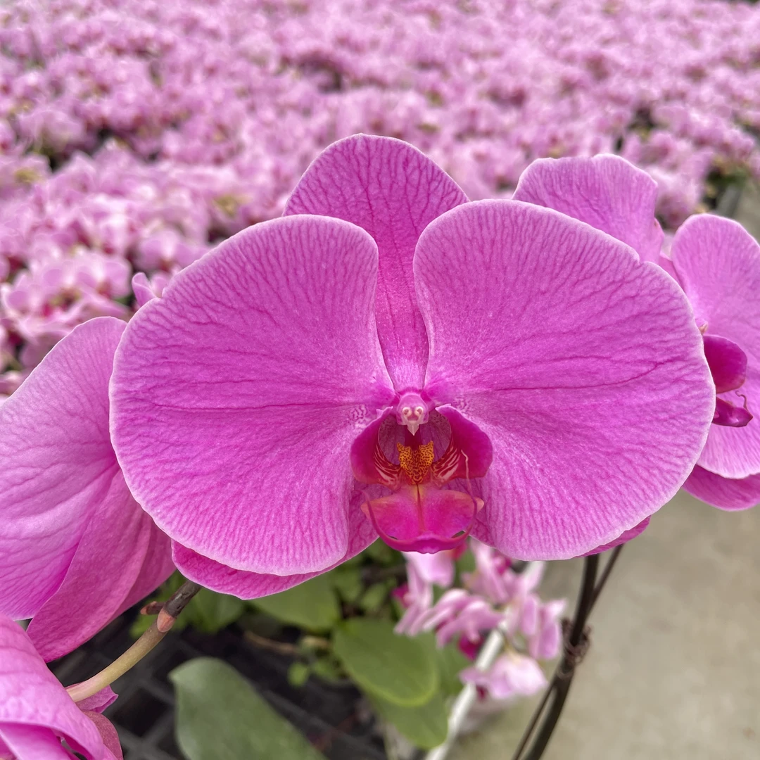 05【满江红】精美蝴蝶兰花卉佛山基地批发直播次日达（开花较多，介意勿拍）