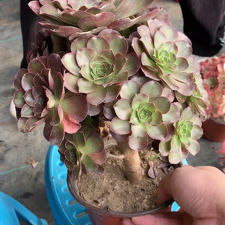 575魅金玫瑰多肉植物