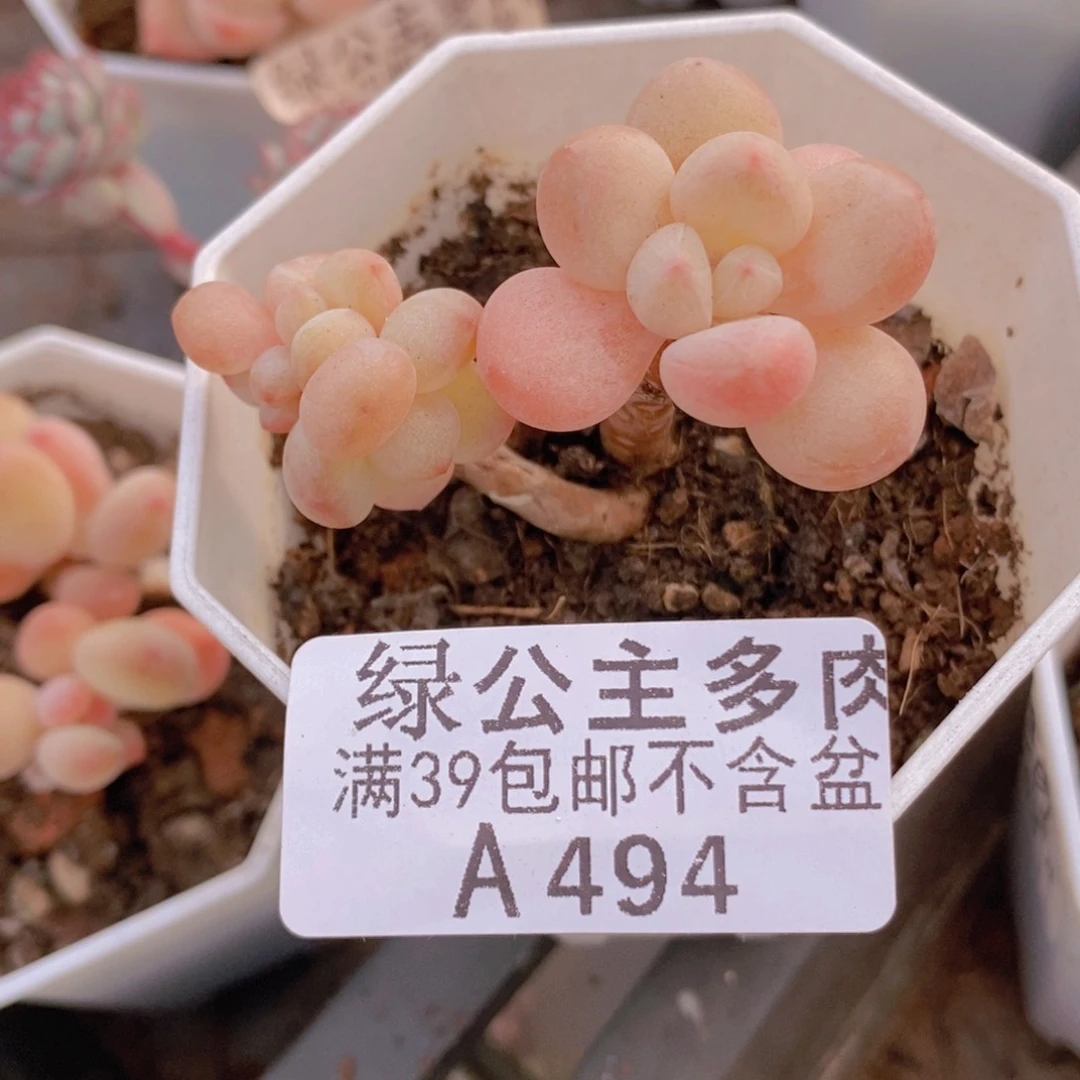 萤火虫5cm494多肉植物