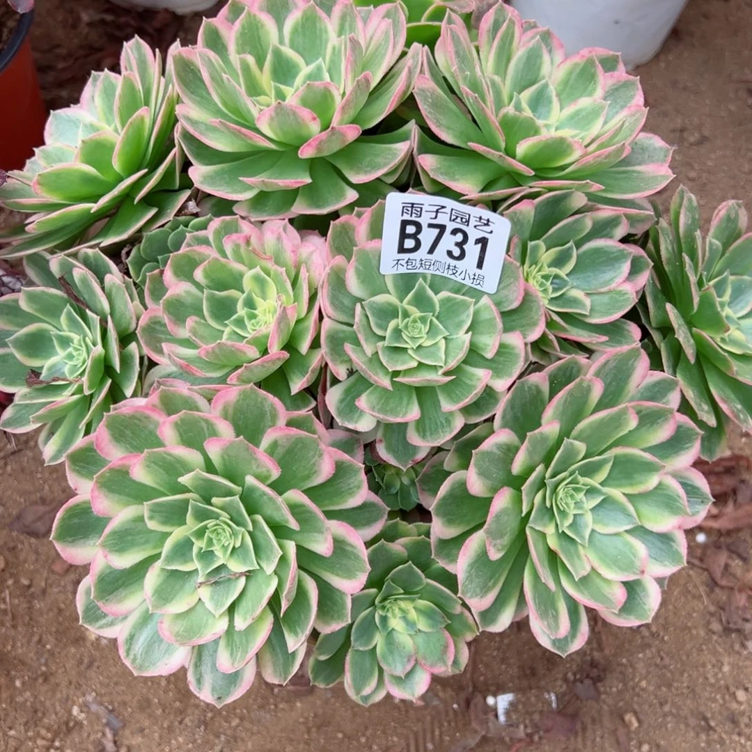 731海王尺寸28左右