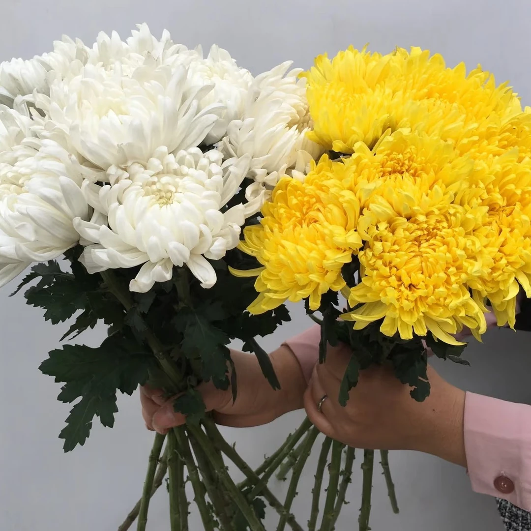 顺丰京东包邮，5支菊花黄菊花白菊花任选/不备注颜色随机发货