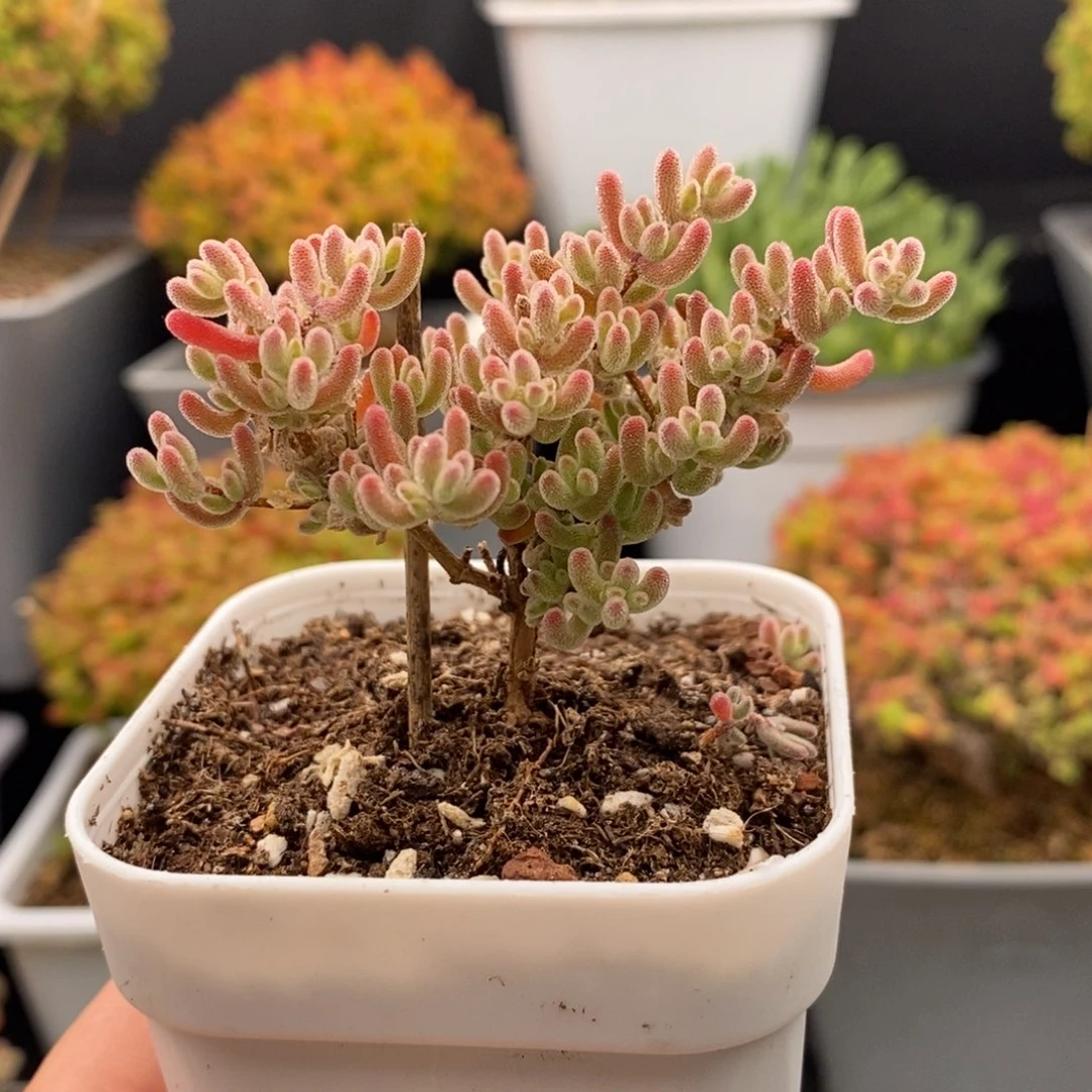 完全开放82号冰晶枝干（6.5cm）特价