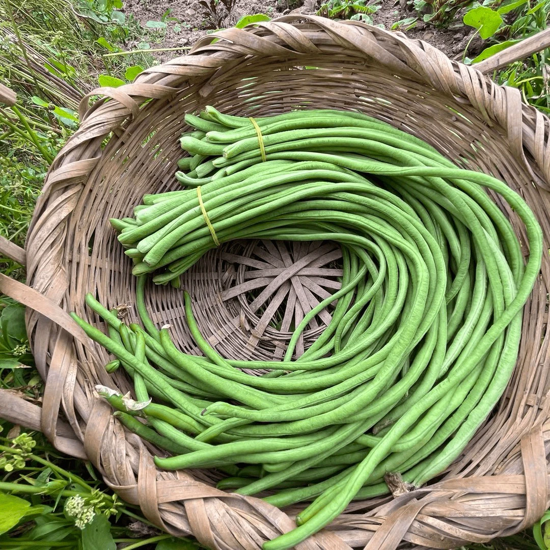 《罐哥家庭农场》天津本地新鲜豇豆3斤装（±2两）蔬菜