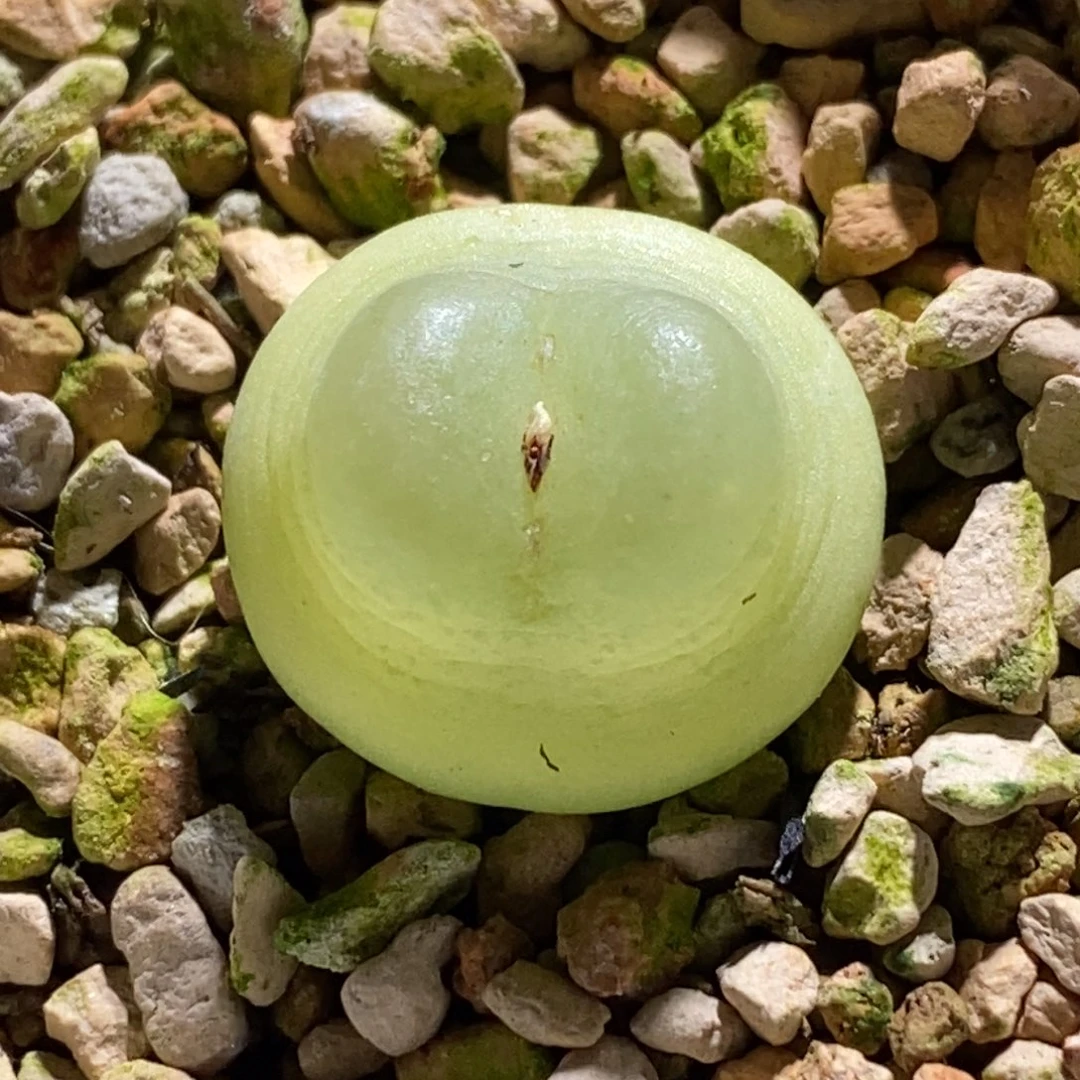 白皮登登子白皮登登子