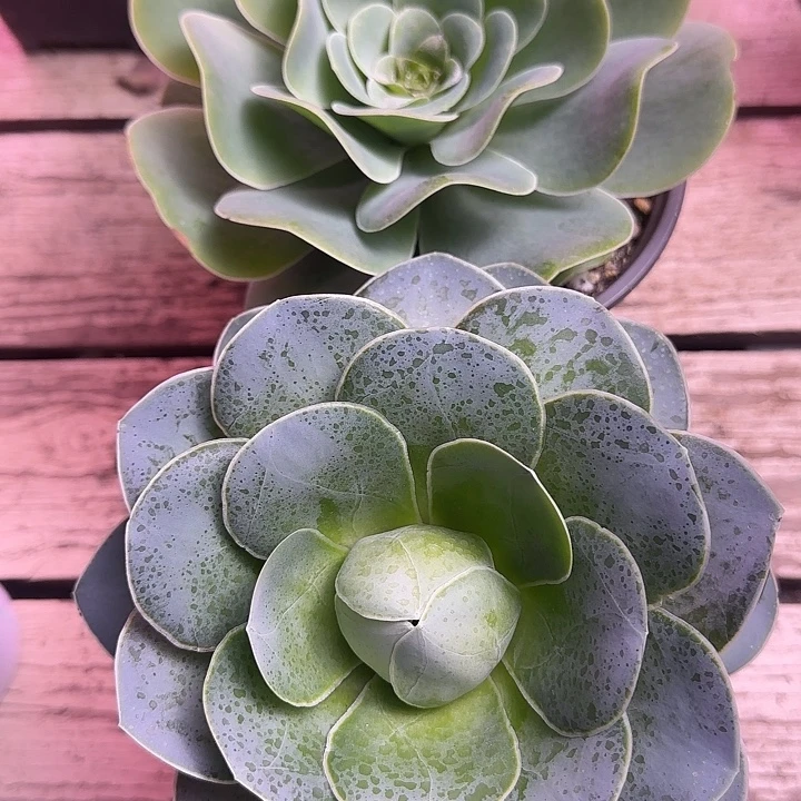 是***呀山地玫瑰一物一拍2颗