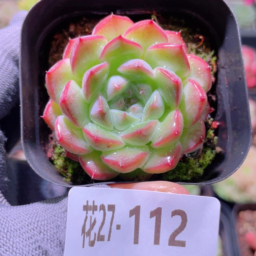 花利美27-112白桃汽水