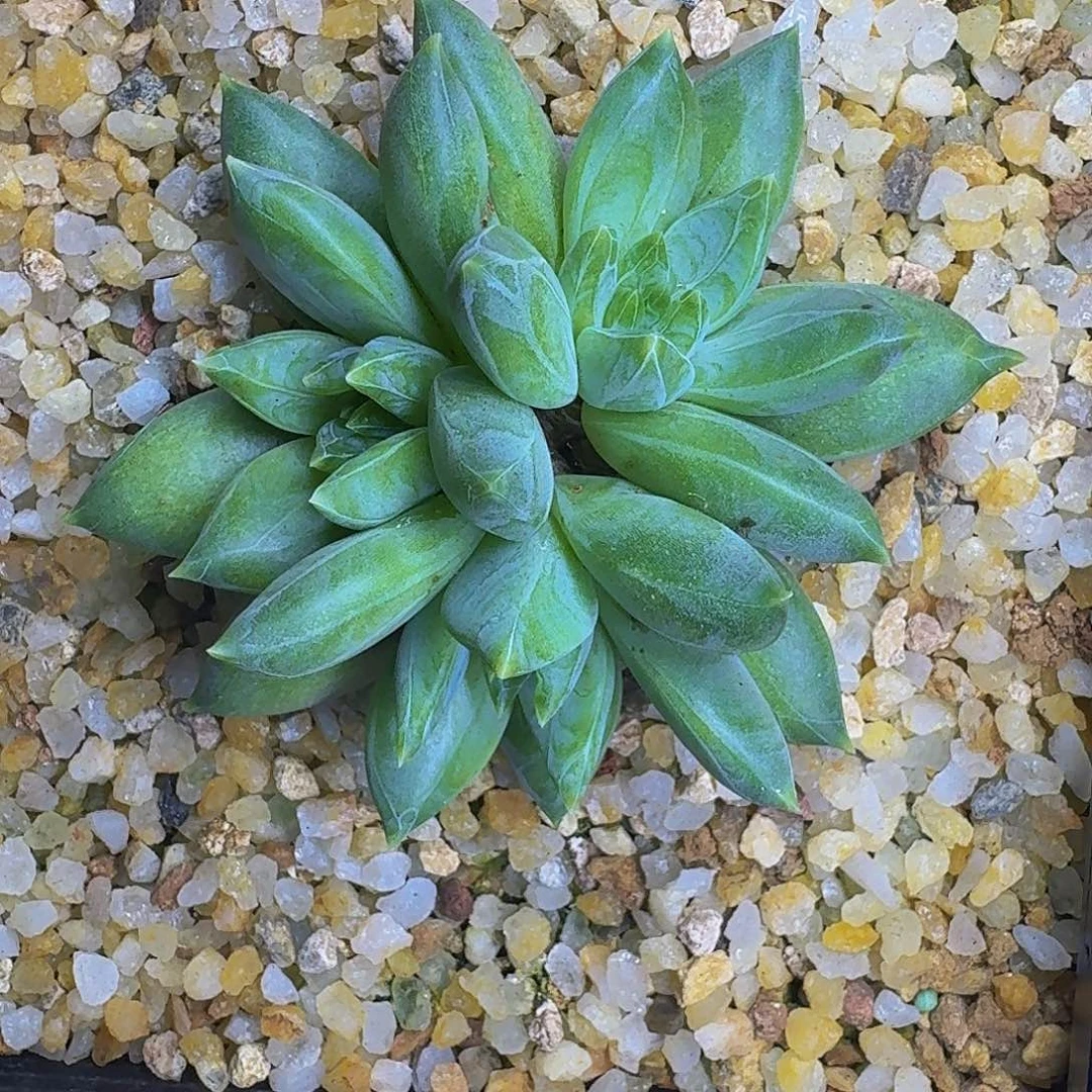 红牵手3头 一物一拍