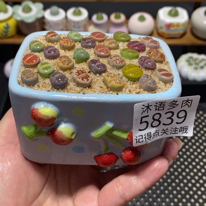 带盆土植物 一物一拍5839