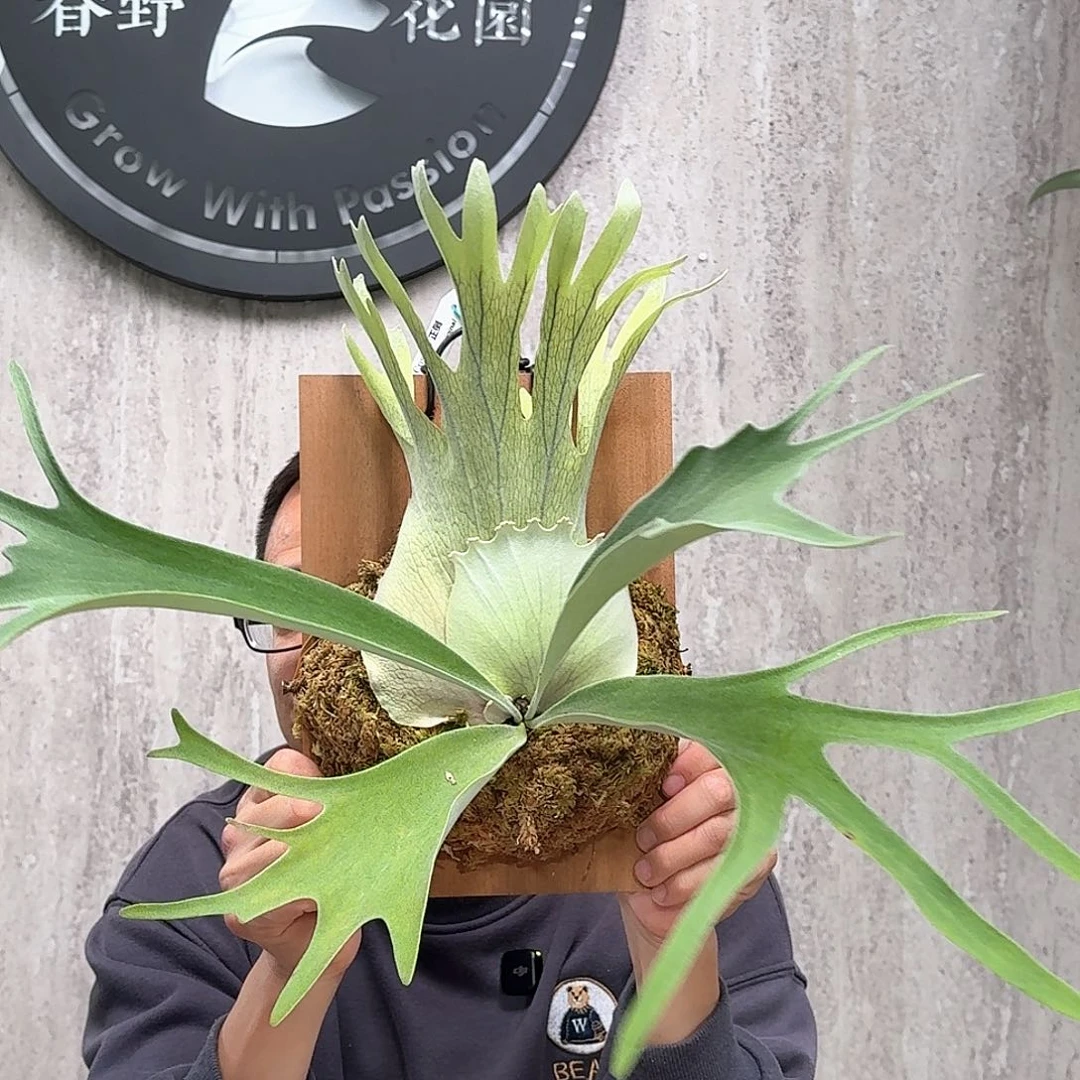 不开花植物COSMO鹿角蕨