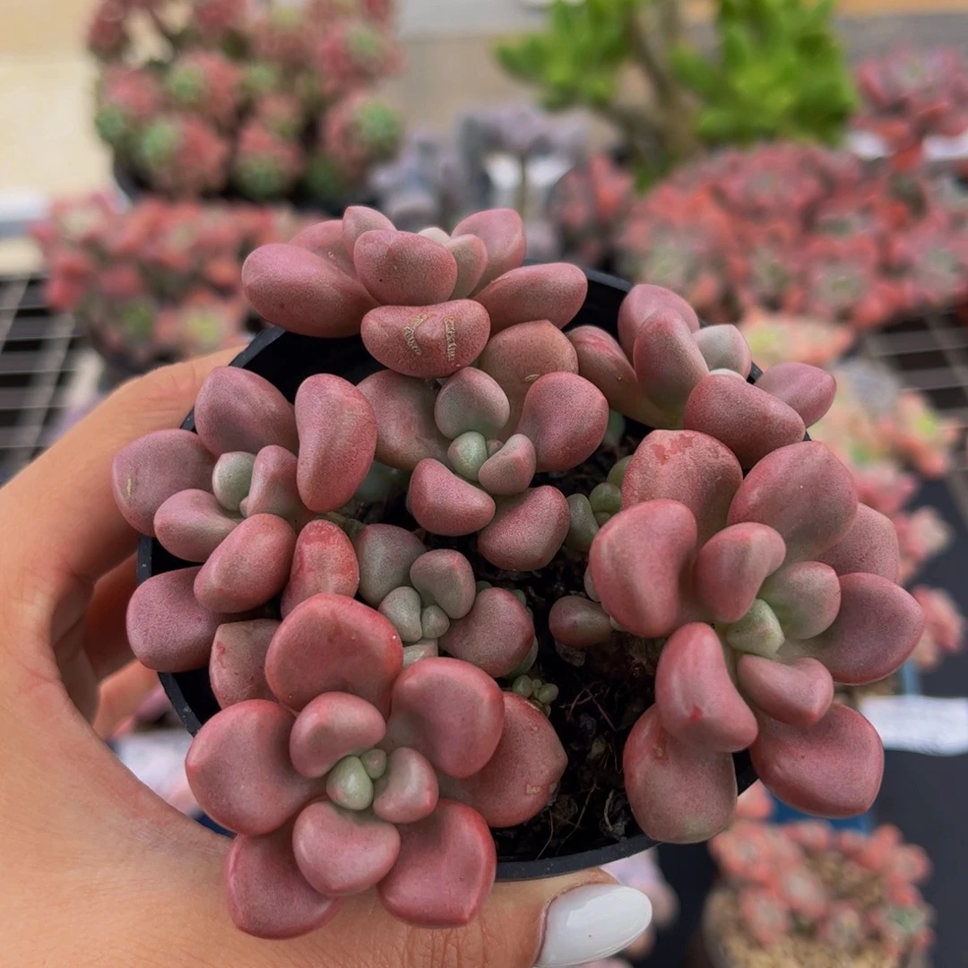 134-先锋派多肉6cm