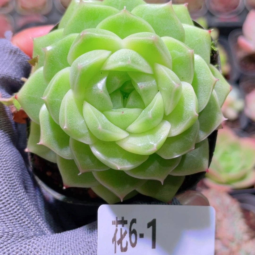 花利美 6-1麦秆