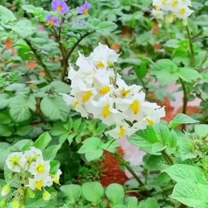 云南红土地开花洋芋，