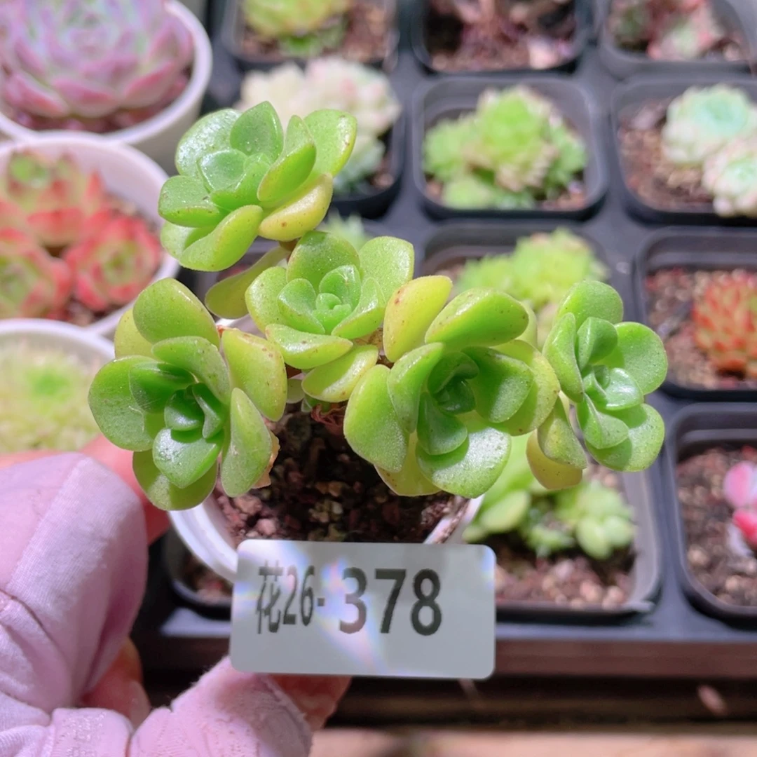 花利美26-378百合莉莉