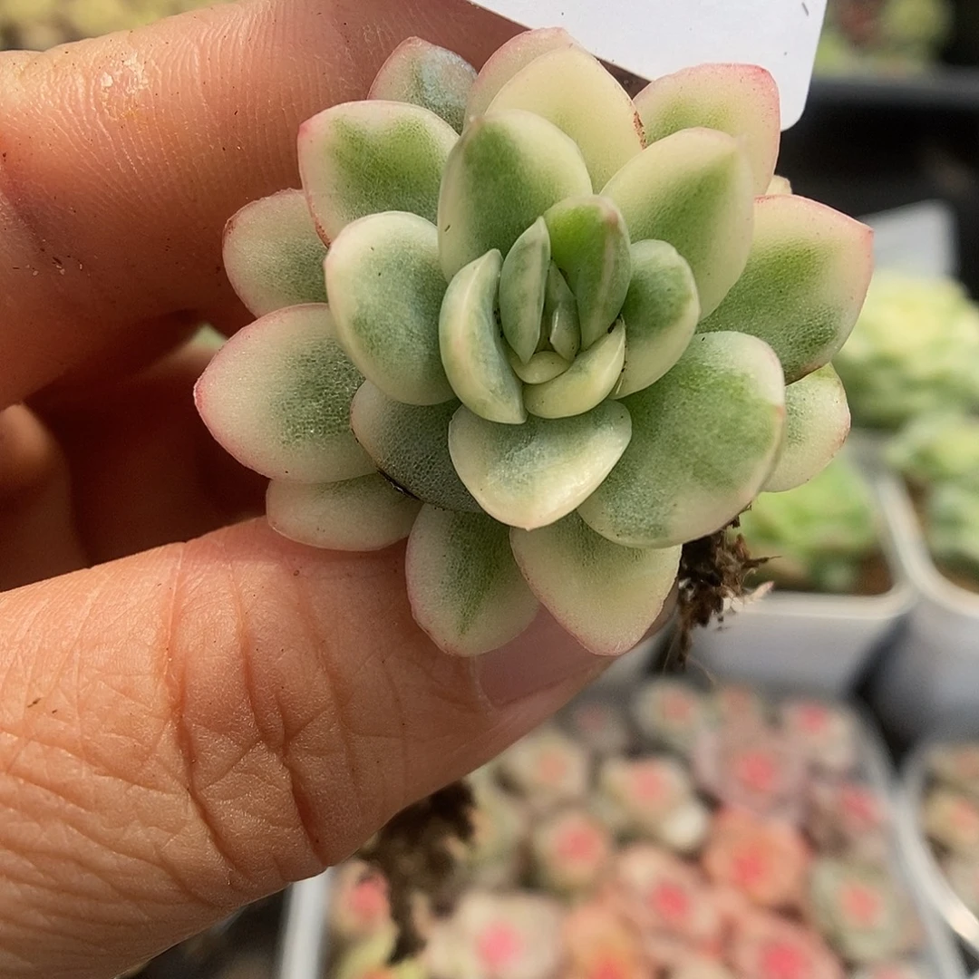 一物一拍一物一拍925-717