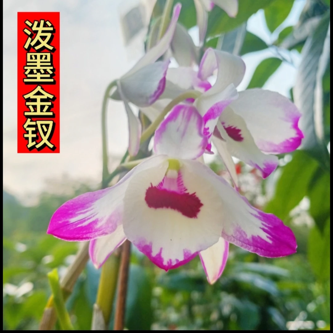 泼墨石斛素白金钗石斛兰花苗个体熊猫鼓槌密花球花万代兜兰带花苞