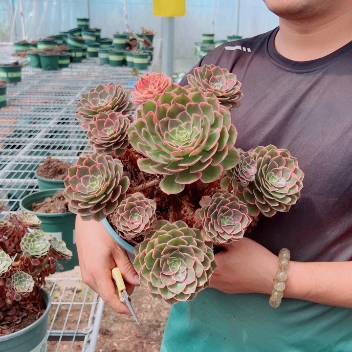 粉花妖不售后多肉法师