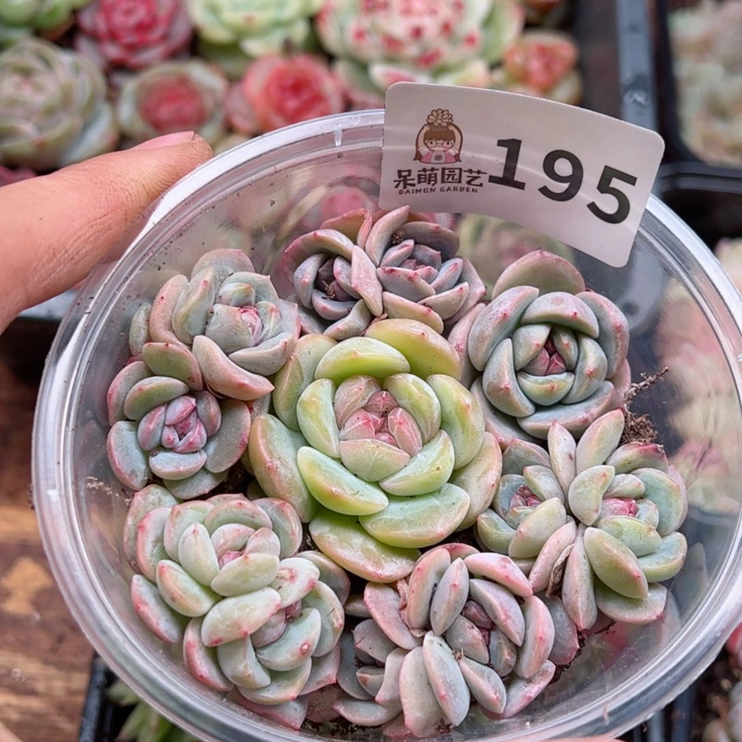 多肉植物多肉植物