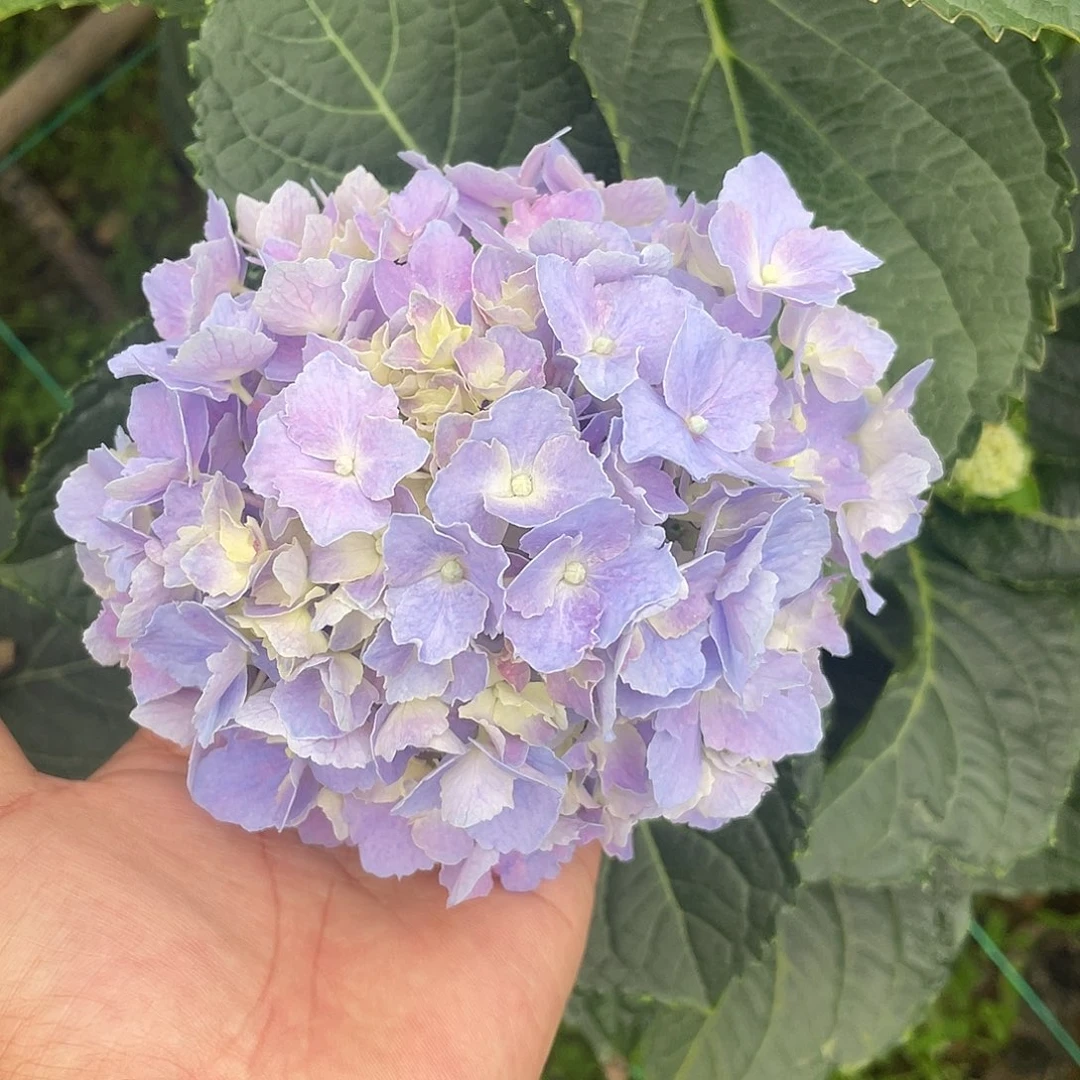 绣球切花一物一拍3枝起包邮，86