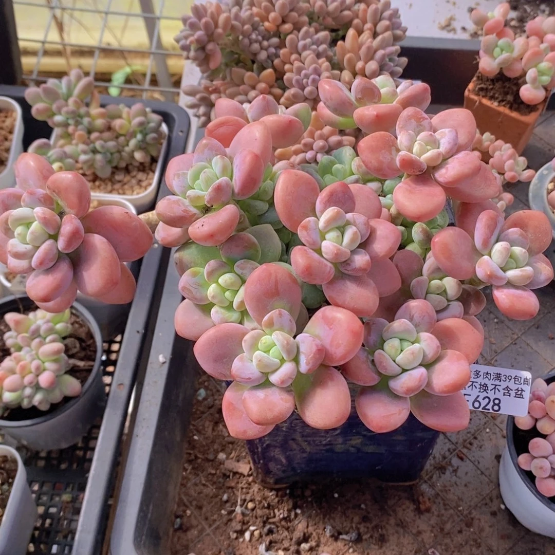 樱花洛神16cm628多肉植物