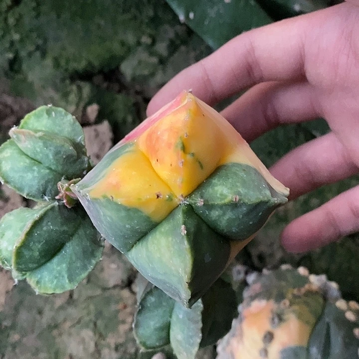 三角接鸾凤玉锦群