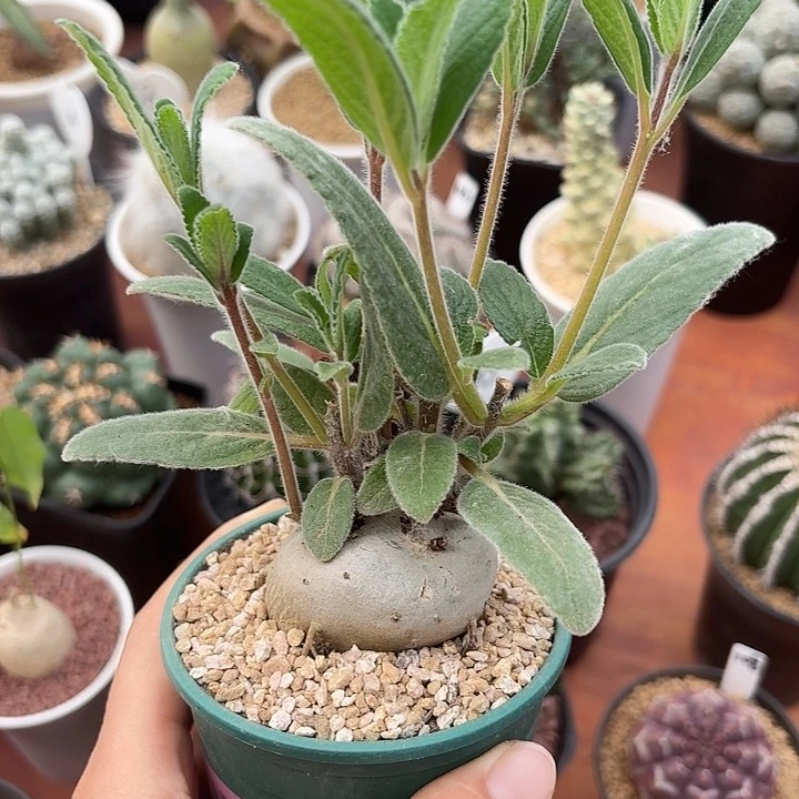 白花断崖女王仙人球12