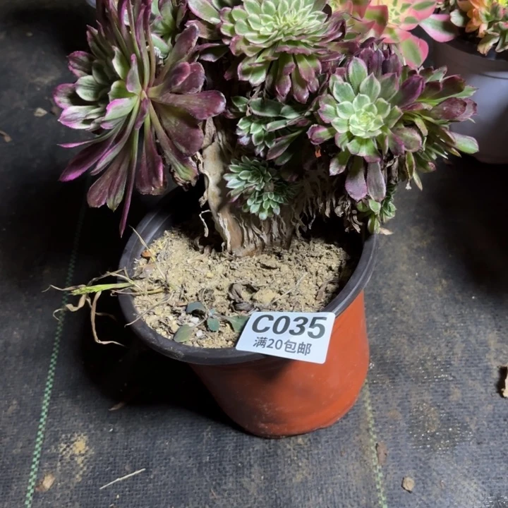 瑞妈一物一拍035