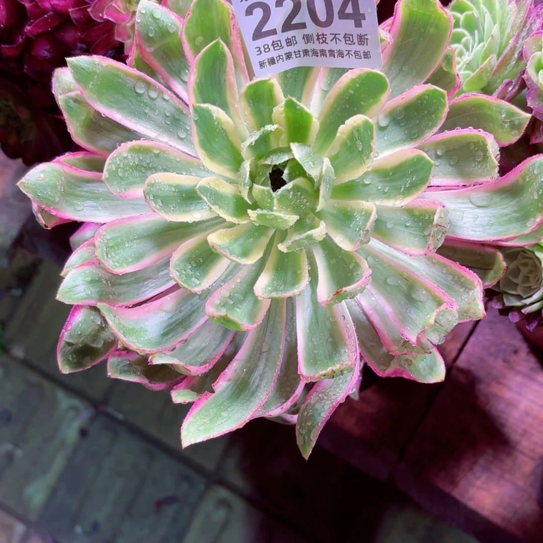 木*1棚法师00000002204青莲