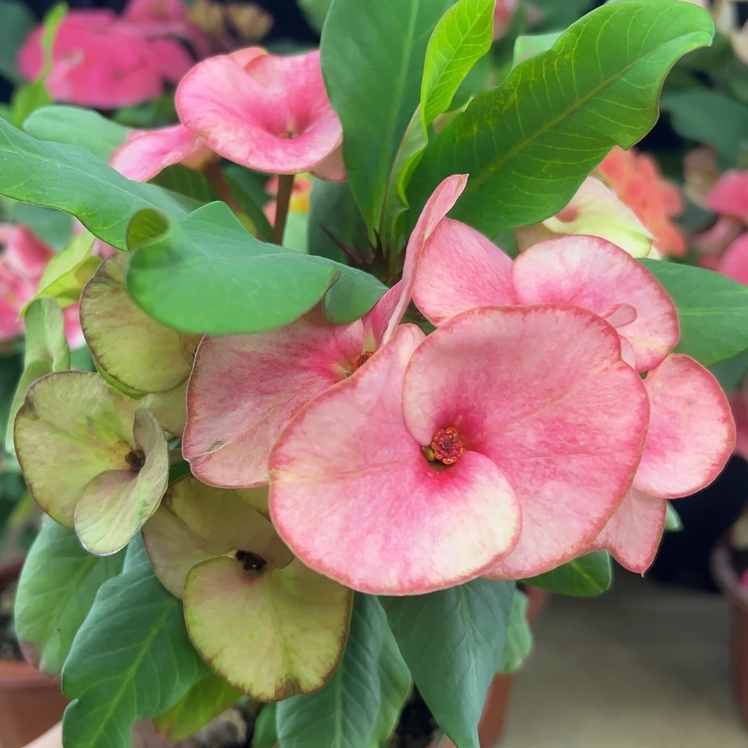 掌上明珠泰国大花虎刺梅