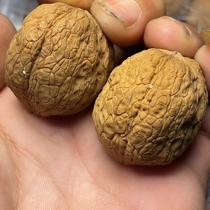 文玩核桃把件云南铁核桃23号40mm