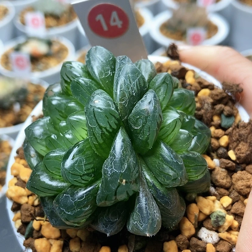 【闪购商品】14龙鳞锦