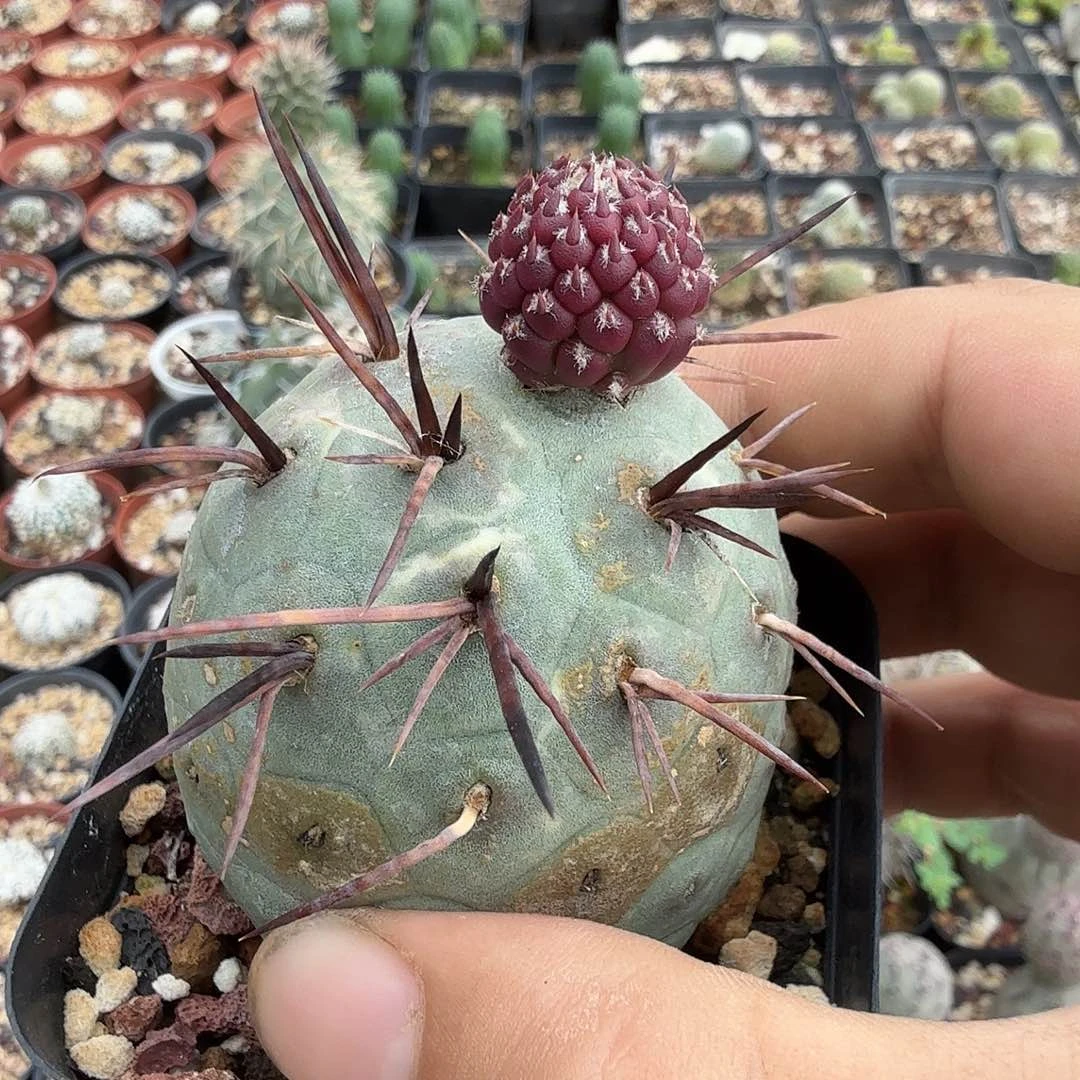 喵***柒多肉植物多肉植物