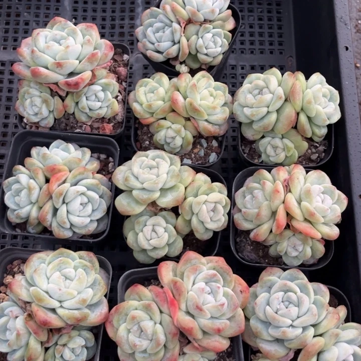 冰玉多肉七方盆一组7号