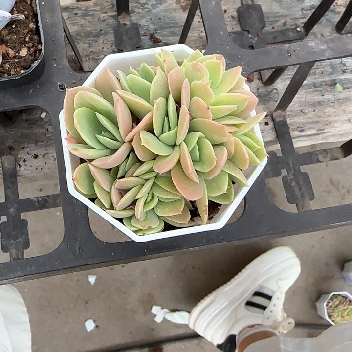 青蛙王子儿童牙膏111