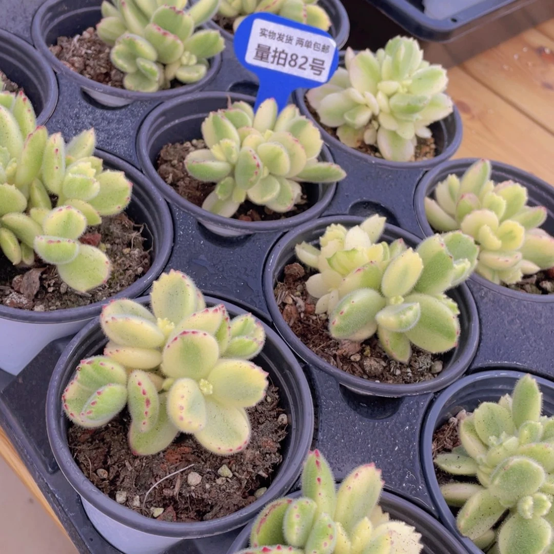 量拍82号 小白熊群生一个
