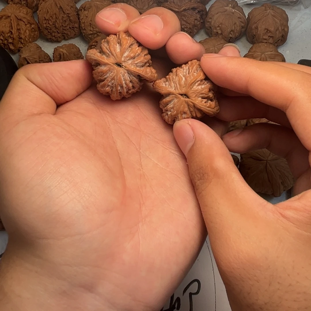 木***木大叶紫檀（黑酸枝木类）