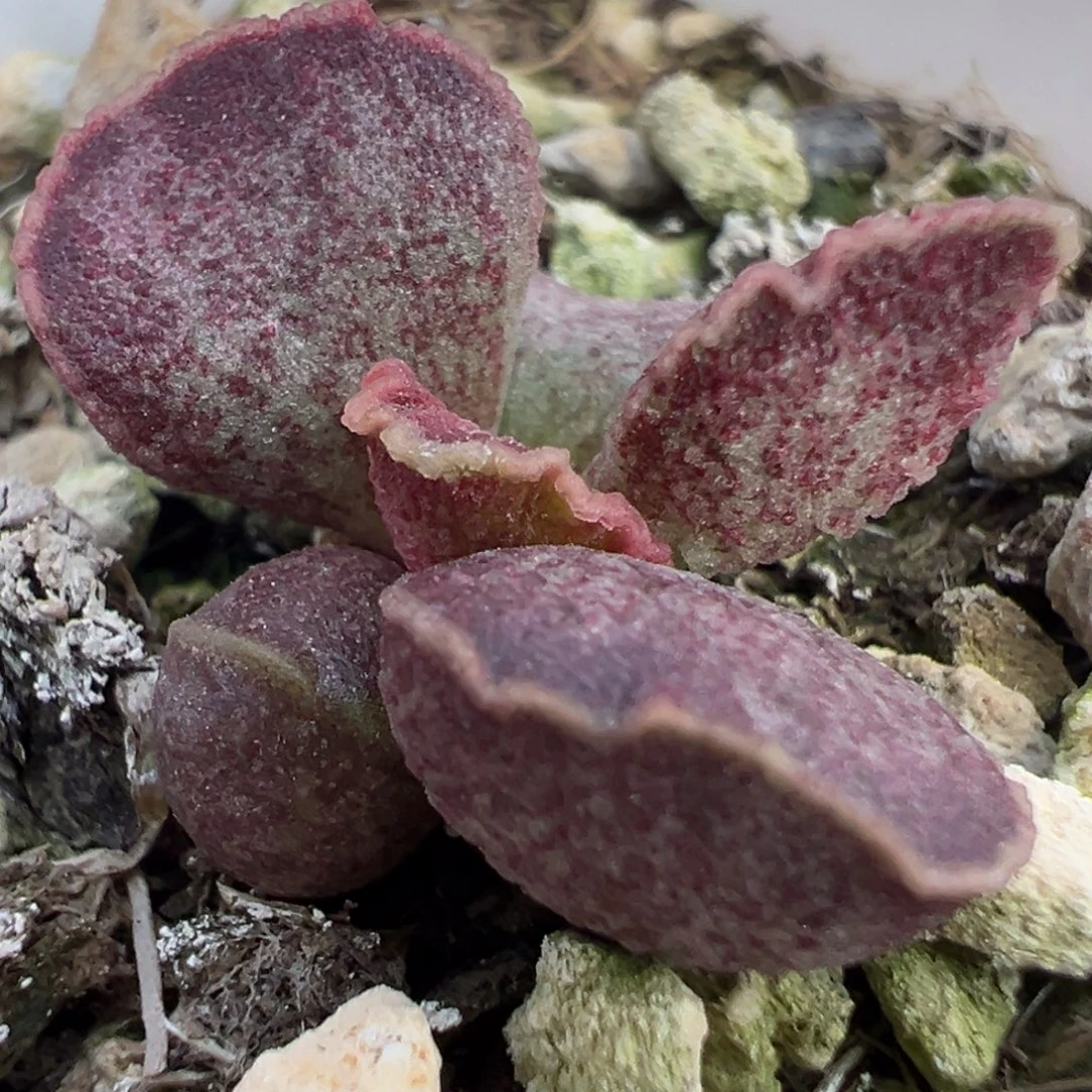 实生新品多肉植物水泡多肉植物