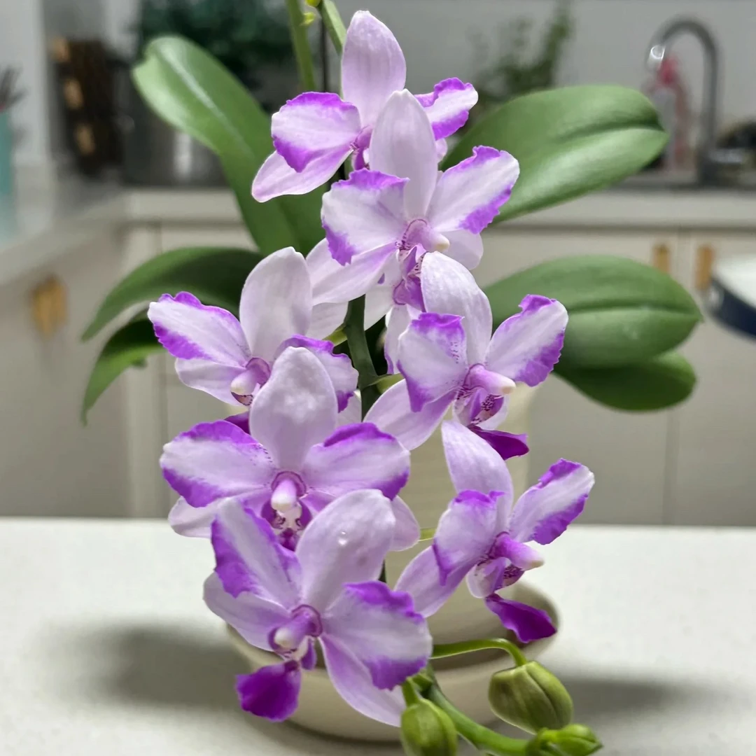 【紫水晶多头】3.0寸加高杯 夏花带香味